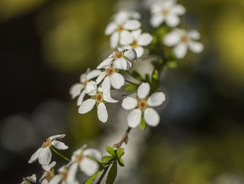 Close-up of white cherry blossoms