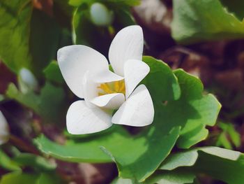 Close-up of white flowering plant