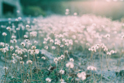 Close-up of flowering plants on field