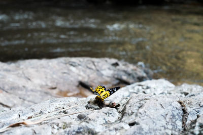 Close-up of insect on rock