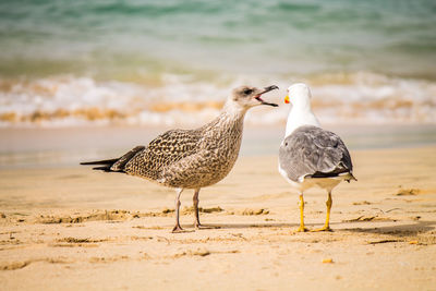 Seagulls on beach