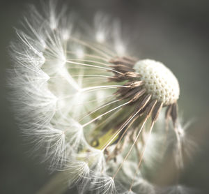 Close-up of dandelion against white background