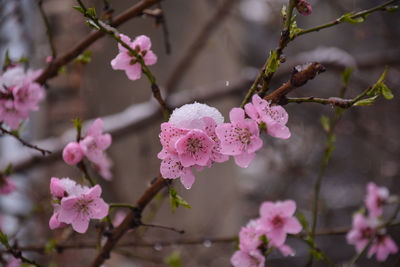 Close-up of pink cherry blossoms in spring