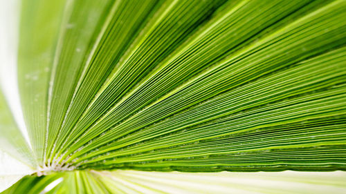 Close-up of palm leaf