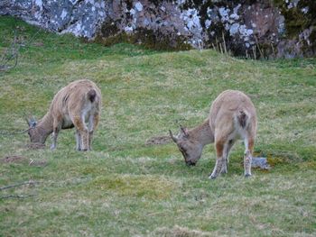 Sheep on field