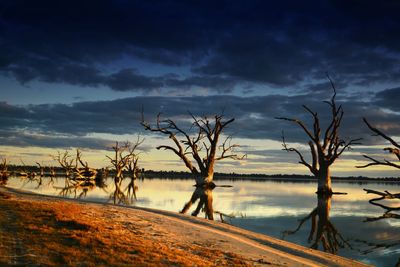 Bare tree on landscape against sky during sunset