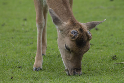 Close-up of a horse grazing in field