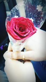 Close-up of rose in hand