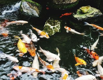 High angle view of koi carps swimming in lake
