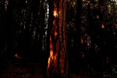 Trees in forest at night