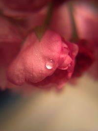 Close-up of pink rose