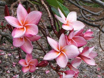 Close-up of pink orchid blooming outdoors