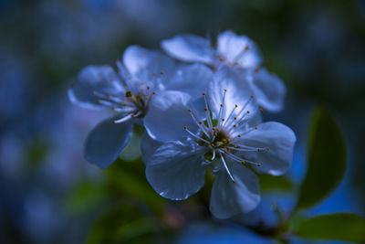 Close-up of purple flowering plant