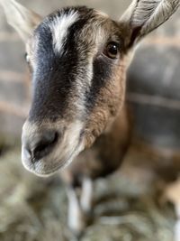 Close-up portrait of a horse