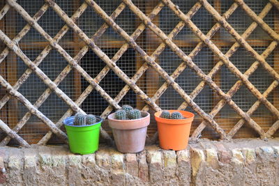 Close-up of plants