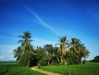 Palm trees on field against blue sky