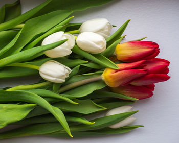 Bouquet of blooming white and red tulips lying on a white background, close-up photo