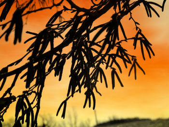 Low angle view of silhouette tree against sky