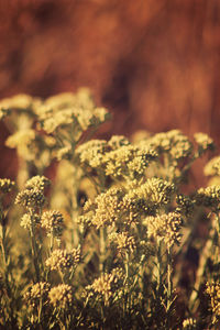Close-up of flowering plant on field