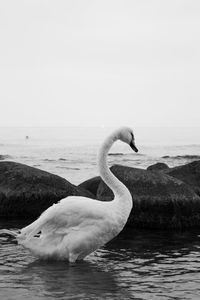Swan in a sea against clear sky