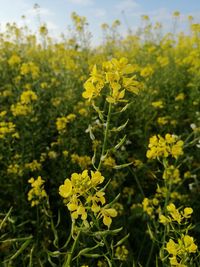 Close-up of yellow flowering plant