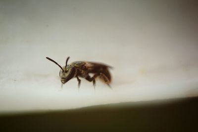Close-up of insect on leaf