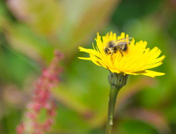 Close-up of bee pollinating on yellow flower