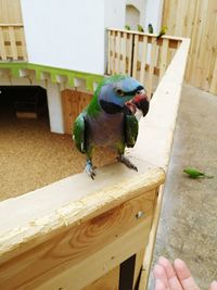 Close-up of a bird perching on wood