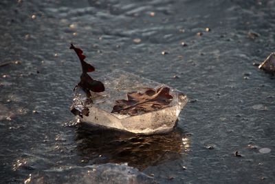 High angle view of dry leaf on water