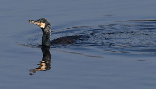 Close-up of cormorant swimming in sea