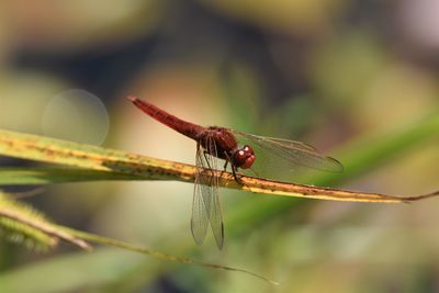 Close-up of dragonfly on plant