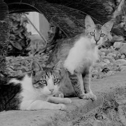 Close-up portrait of cats relaxing on retaining wall