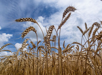 Crop on field against cloudy sky