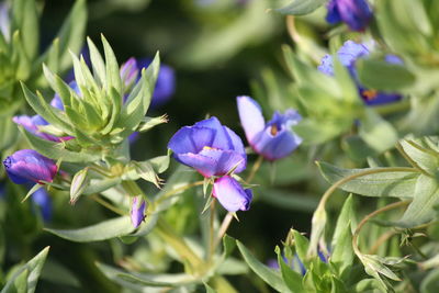 Close-up of purple flowers