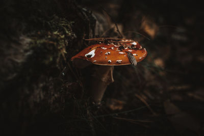 Close-up of a mushroom
