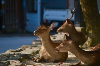 Close-up of cat against sky