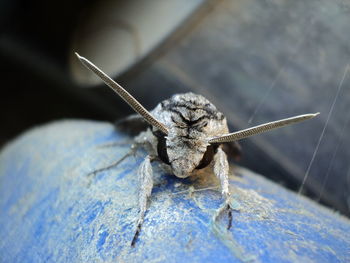 Close-up of insect