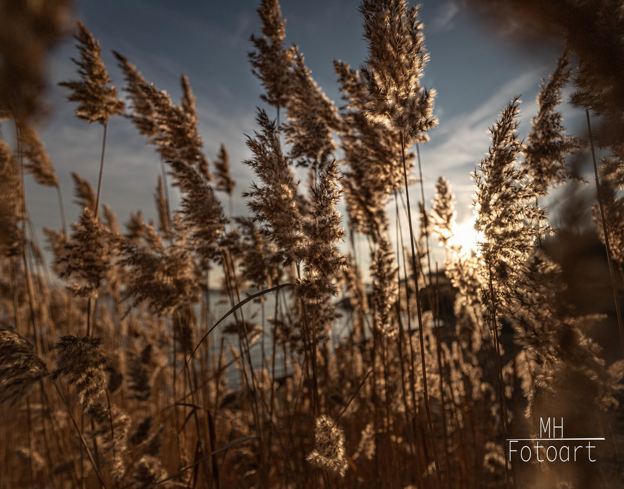 PANORAMIC VIEW OF TREES AND PLANTS DURING WINTER