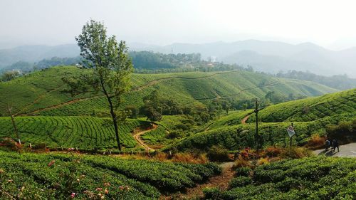 Scenic view of tea plantations against sky
