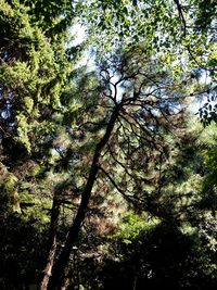 Low angle view of trees