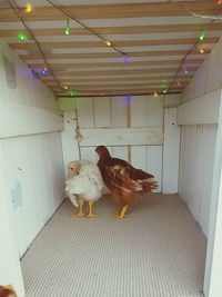 View of bird on floor