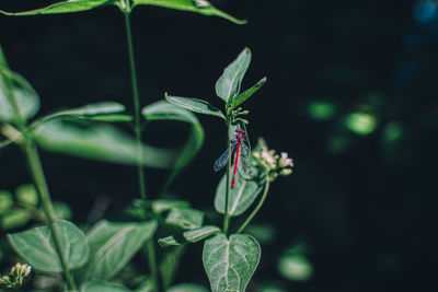 Close-up of small plant