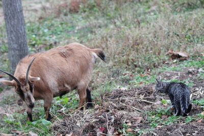 Kitten approaching a goat