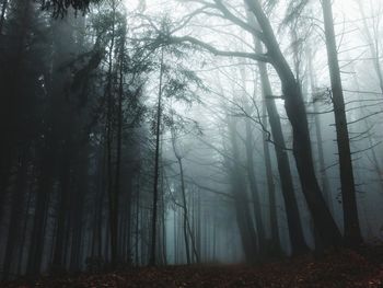 Trees in forest