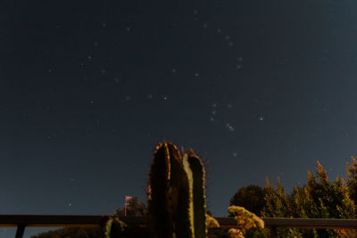 Low angle view of trees against sky at night