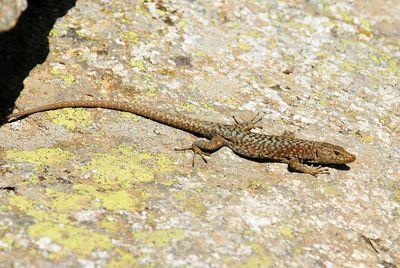 High angle view of lizard on rock