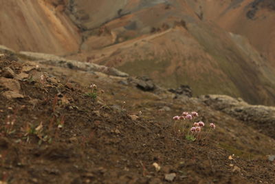 Scenic view of flower field