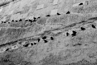 High angle view of birds on rock