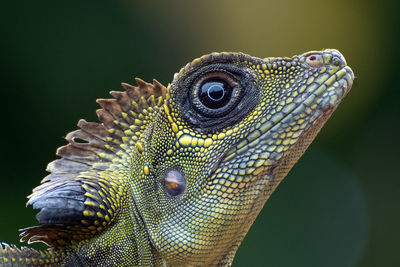 Close-up of a lizard