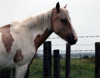 Close-up of horse standing on field against sky